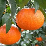 Image result for Japanese Orange