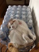 Image result for Cute Cat Fails