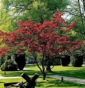Image result for Japanese Maple Trees Dwarf