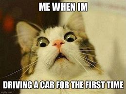 Image result for Scared Cat in Car Meme