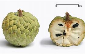 Image result for Apple Fruit Structure