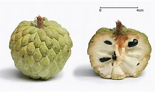 Image result for Sugar Apple Tropical Fruit
