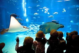 Image result for Osaka Sea Aquarium