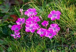 Dianthus pavonius ପାଇଁ ପ୍ରତିଛବି ଫଳାଫଳ