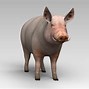 Image result for Side View 3D Pig