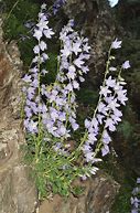 Bildergebnis für Campanula sarmatica Hemelstraling [J.S.]