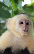 Image result for Brown Monkey