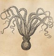 Image result for Vintage Octopus Drawing