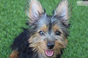 Image result for silky terrier puppy