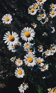 Image result for Aesthetic Flower Phone Background