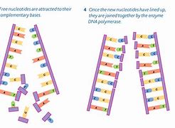 Image result for Nucleotide DNA Replication