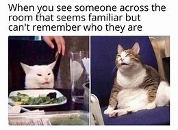 Image result for Persian Cat at Dinner Table Meme