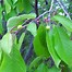 Image result for Prunus cerasus Kelleris