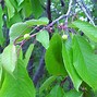 Image result for Prunus cerasus Montmorency