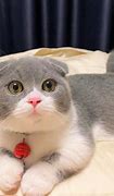 Image result for Munchkin Cat Mix