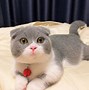 Image result for Long Hair Munchkin Cat