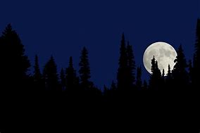 Image result for Full Moon Forest Pxhere