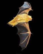 Image result for Western Red Bat
