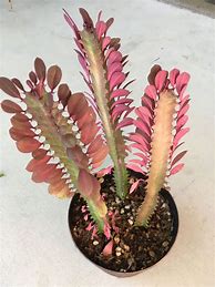 Image result for Good Luck Cactus Plant
