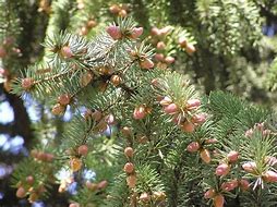 Image result for Picea abies Typner