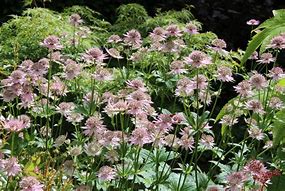 Image result for Astrantia major Florence