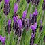 Bildergebnis für Lavandula stoechas