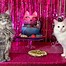 Image result for Cats Partying