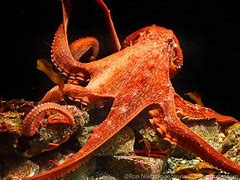Image result for Giant Pacific Octopus Wallpaper