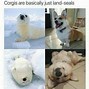 Image result for Animal Memes to Make You Smile