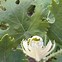 Image result for Macleaya cordata