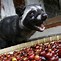 Image result for Coffee Animal