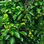 Image result for Pyrus communis Notre Dame