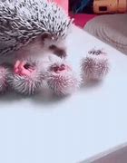 Image result for Baby Hedgehog Cartoon