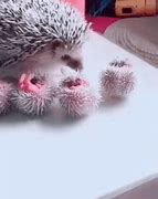 Image result for Cute Funny Hedgehog