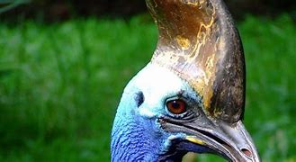 Image result for What Is the Second Biggest Bird in the World