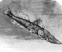 Image result for 3 Meter Flathead in Black and White