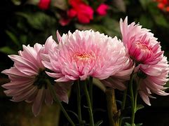 Image result for Dahlia Flower Wallpaper iPhone