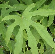 Image result for Fatsia polycarpa Green Fingers