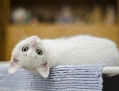 Image result for Silly White Cat