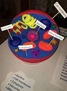 Image result for Cytoplasm Animal Cell 3D Model