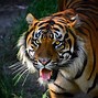 Image result for Largest Known Tiger