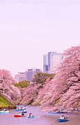 Image result for Tokyo Imperial Palace Cherry Blossoms
