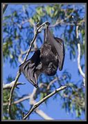Image result for Sebas Fruit Bat