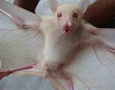 Image result for Albino Bat Planet Zoo