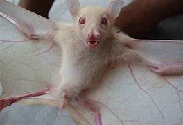 Image result for Albino Little Brown Bat