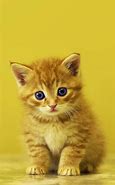 Image result for Newborn Kittens