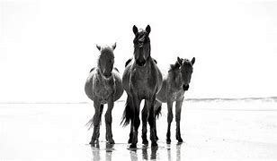 Image result for Canada Wild Horses