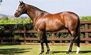Image result for Thoroughbred Stallion Running Racing