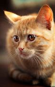 Image result for Amazing Cats