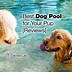 Image result for Dog Pool